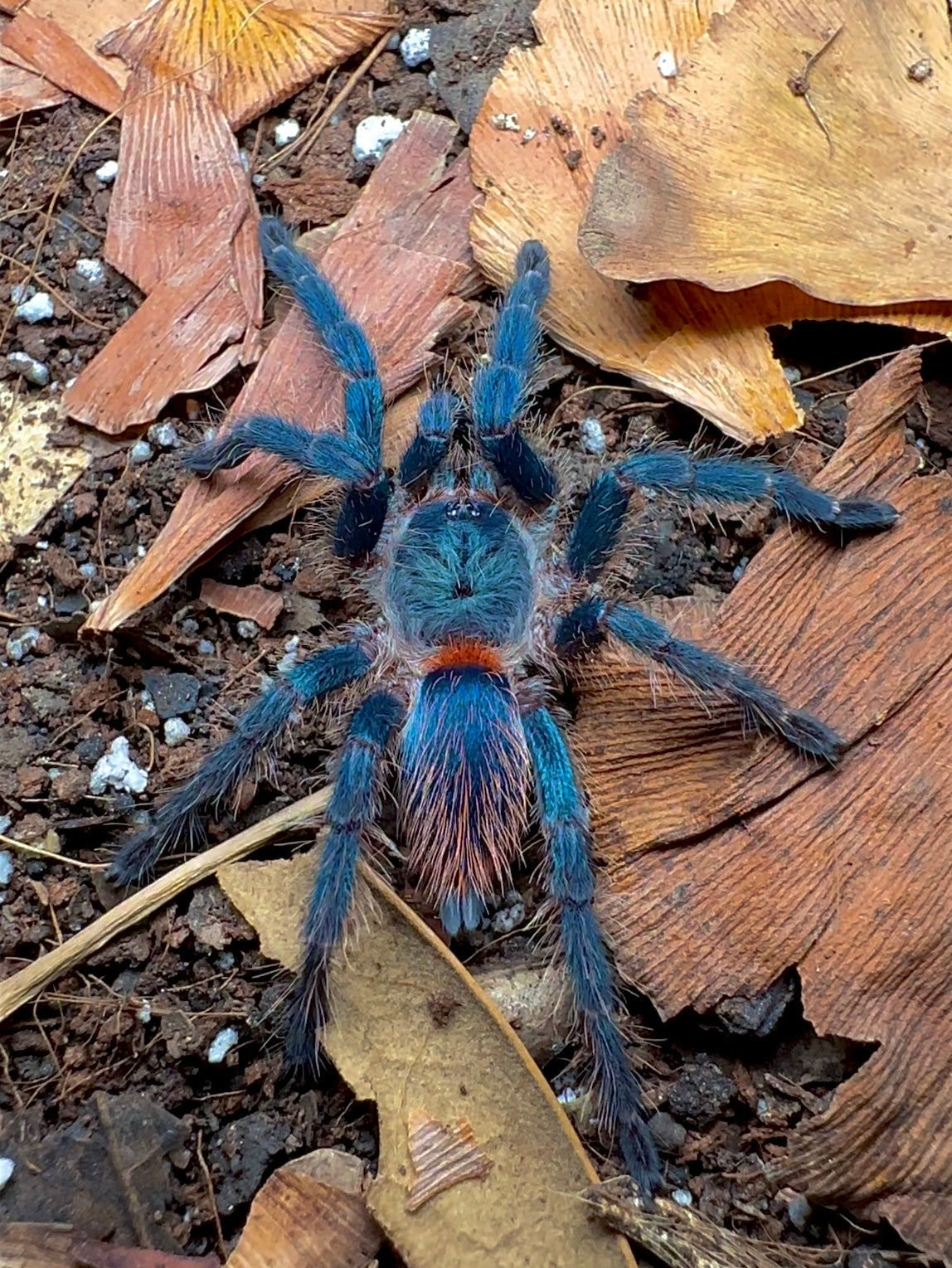Brazilian blue dwarf beauty tarantula back side close up