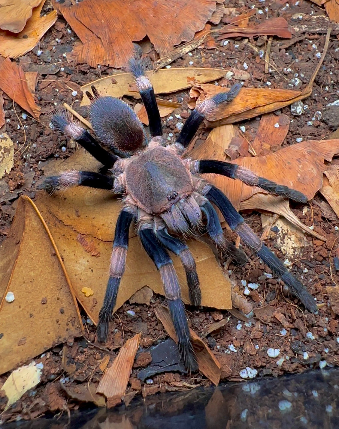 Haplocosmia himalayana - Himalayan Earth Tiger Tarantula for sale! Up close