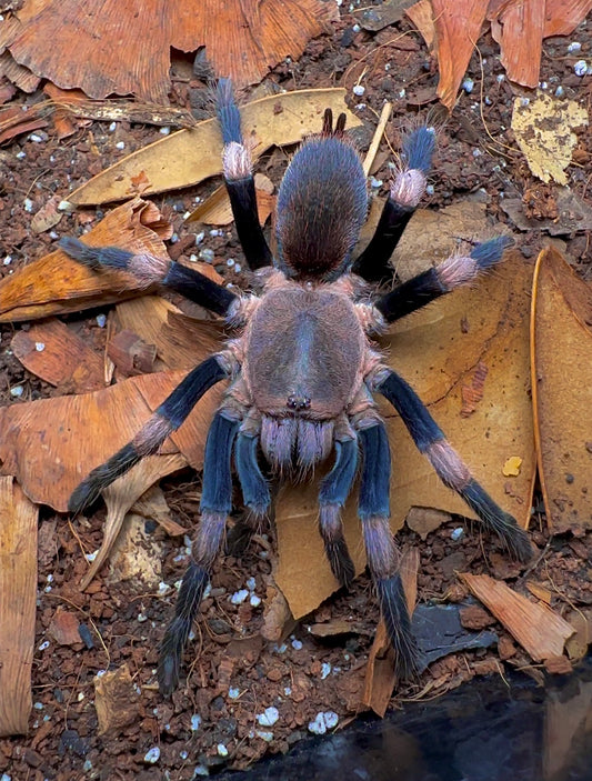 Haplocosmia himalayana Adult female tarantula for sale