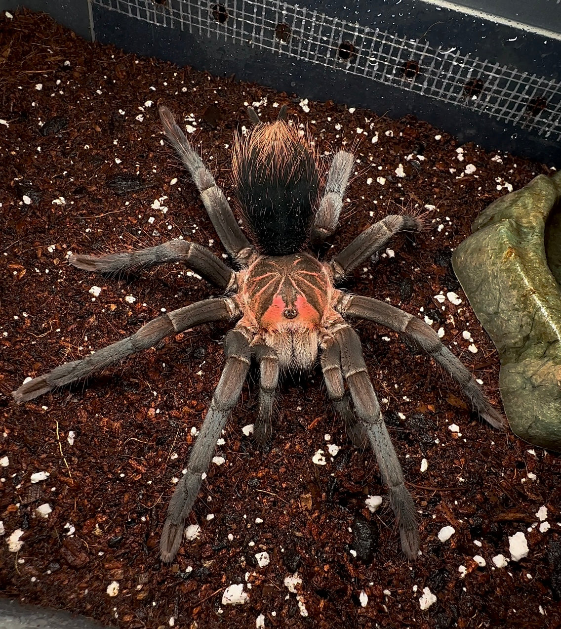 Xenenthis sp. bright young sub adult female tarantula from back side!