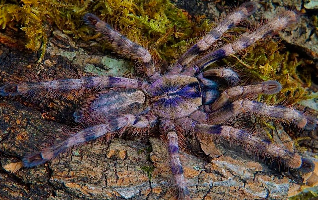 Salem Ornamental Tarantula - Poecilotheria formosa adult female