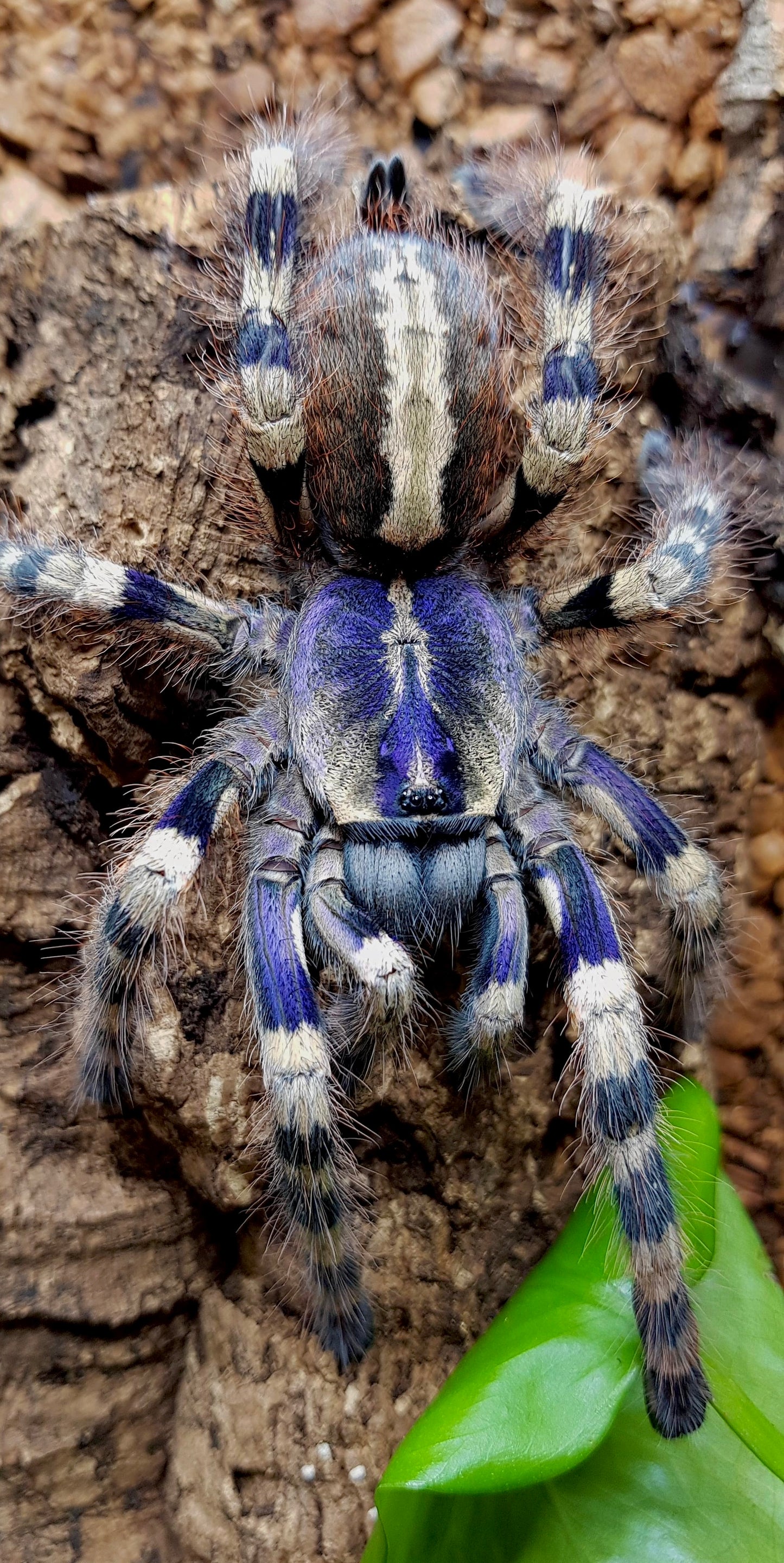 Poecilotheria formosa - Salem Ornamental Tarantula for sale