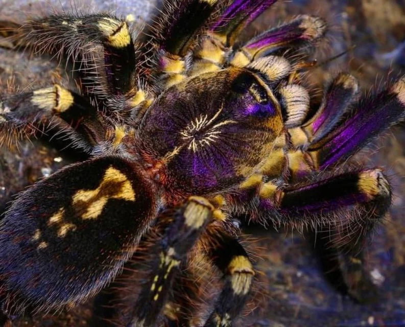 Poecilotheria subfusca lowland tarantula juvenile female back side
