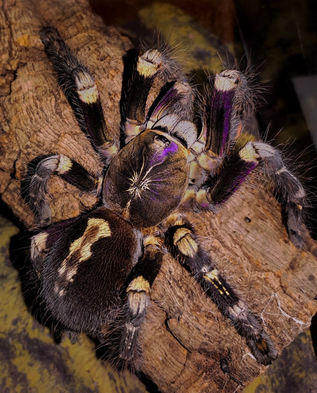 Ivory Ornamental Tarantula subadult female on tree branch