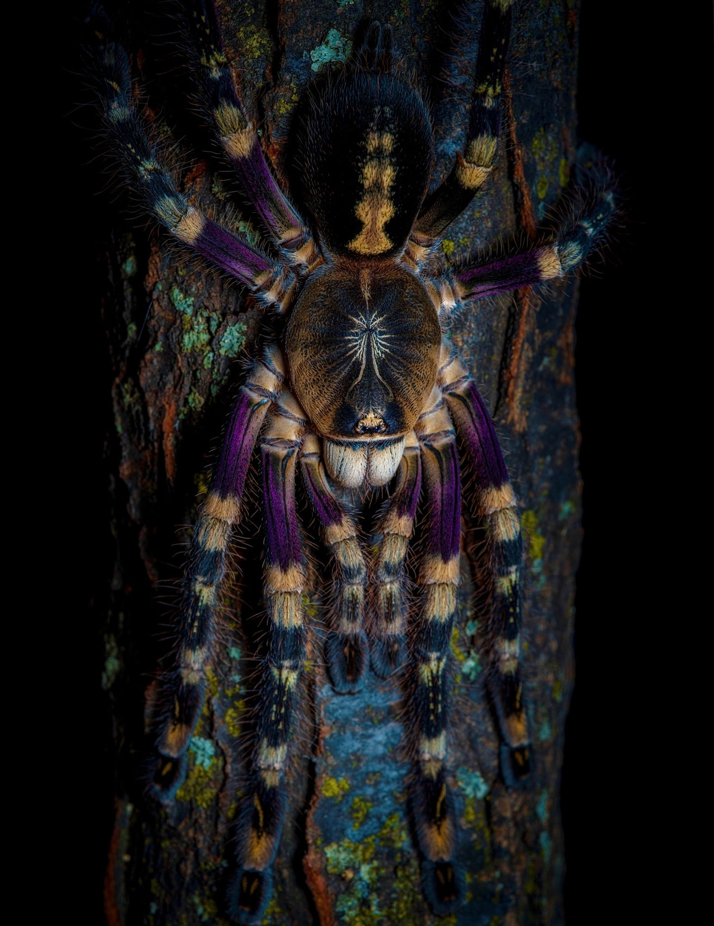 Poecilotheria subfusca Lowland - Ivory ornamental tarantula adult female for sale