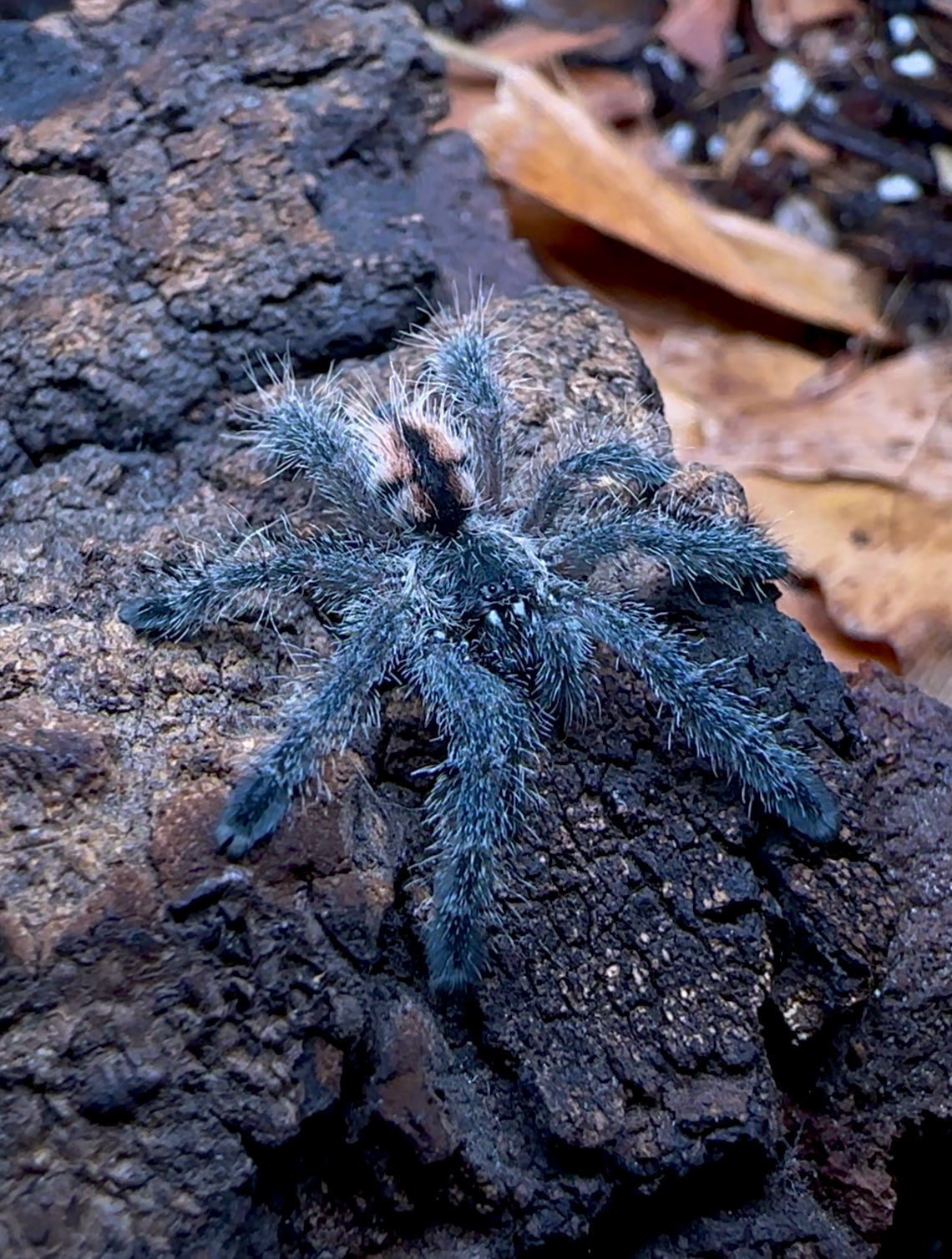 Avicularia Merianae unsexed sling tarantula for sale - up close front side