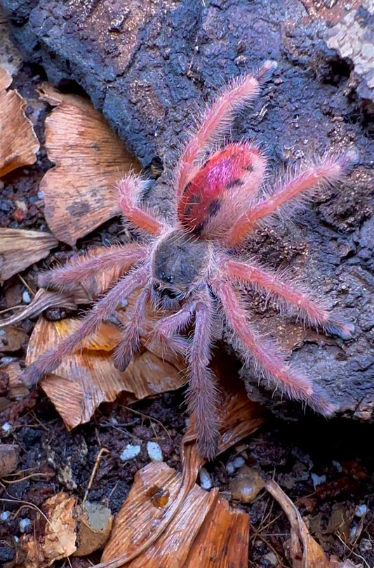 Iridopelma sp. Rosa Tarantula for sale! 3 inch female up close