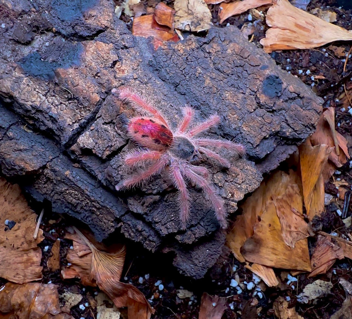Iridopelma sp. Rosa Tarantula unsexed juvenile top side