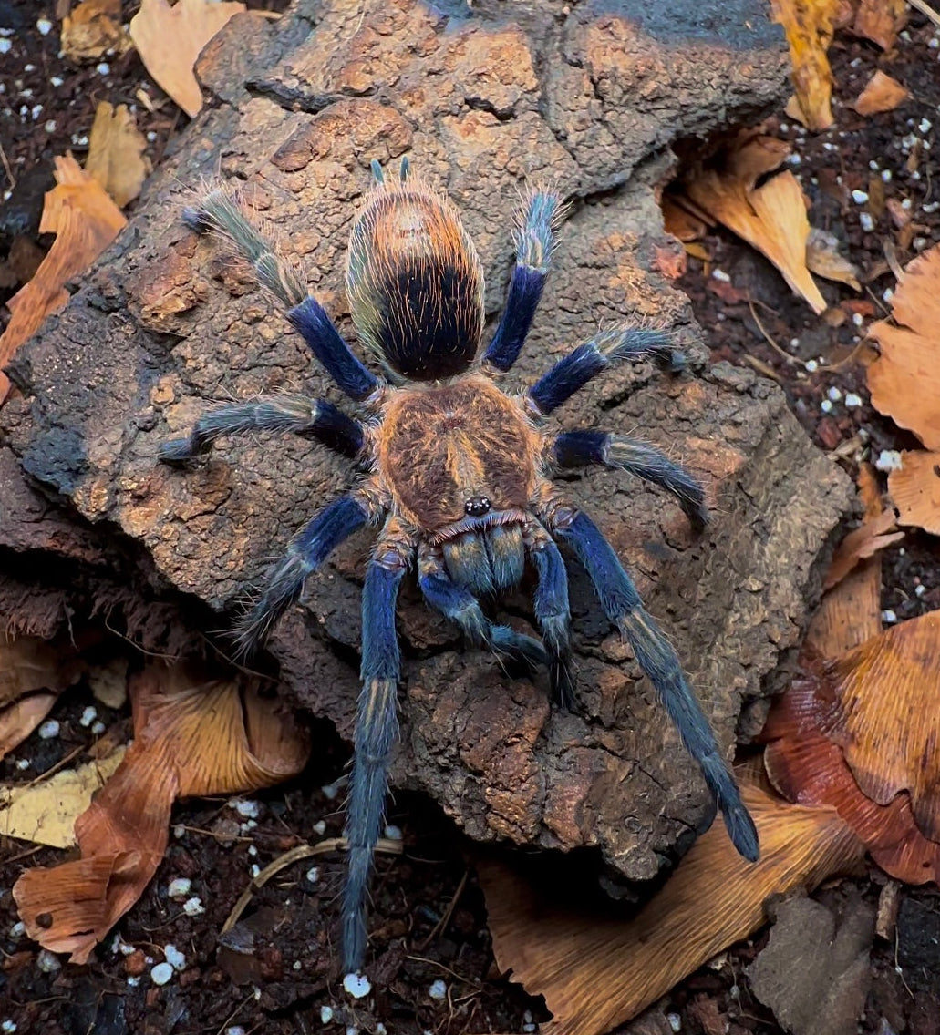 Thrixopelma sp. Purple Gold Juvenile Female tarantula for sale! Close up front side