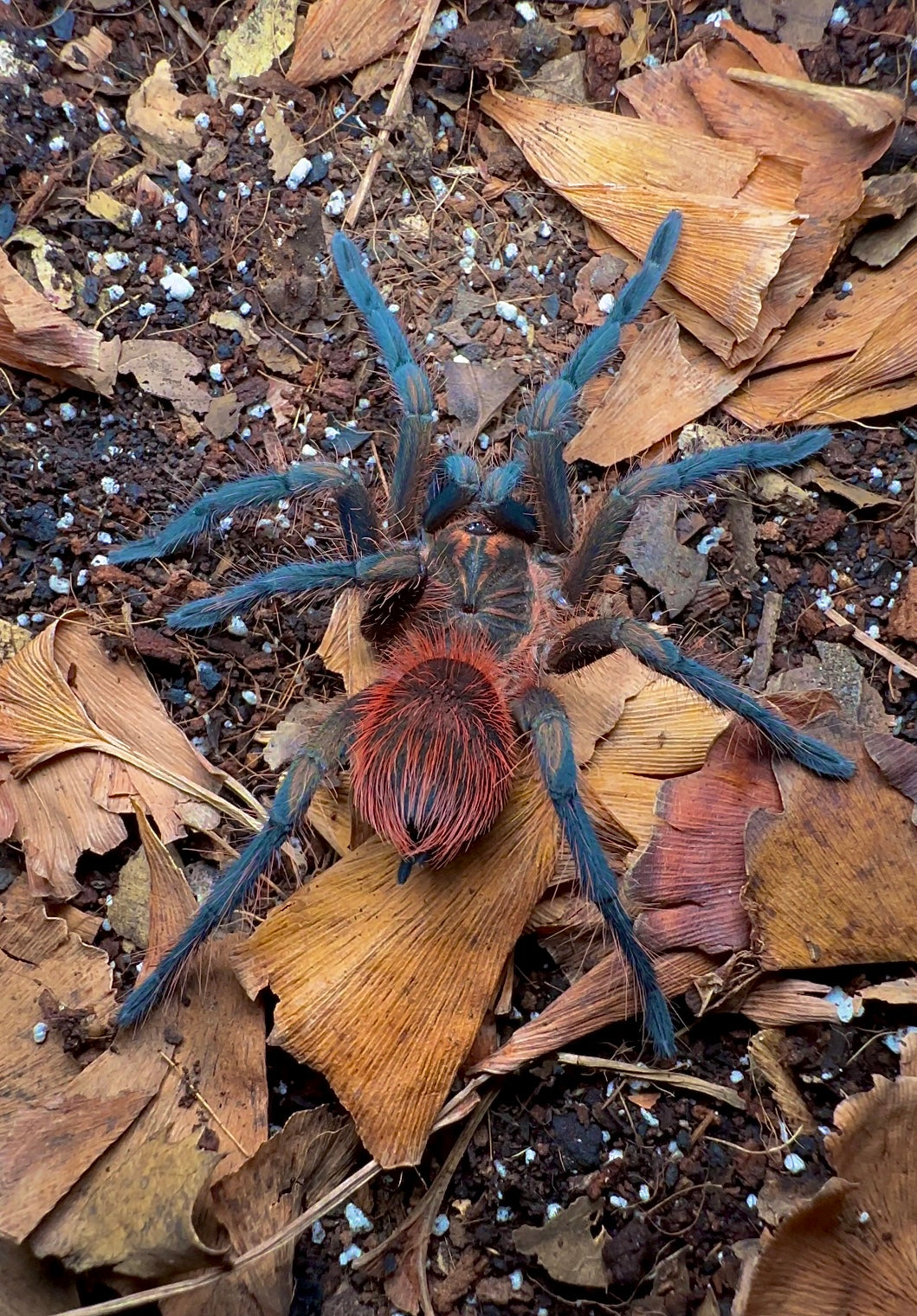 Pamphobeteus sp. Aquatica - Frozen Flame Back Bird Eater Tarantula Young Juvenile female back side