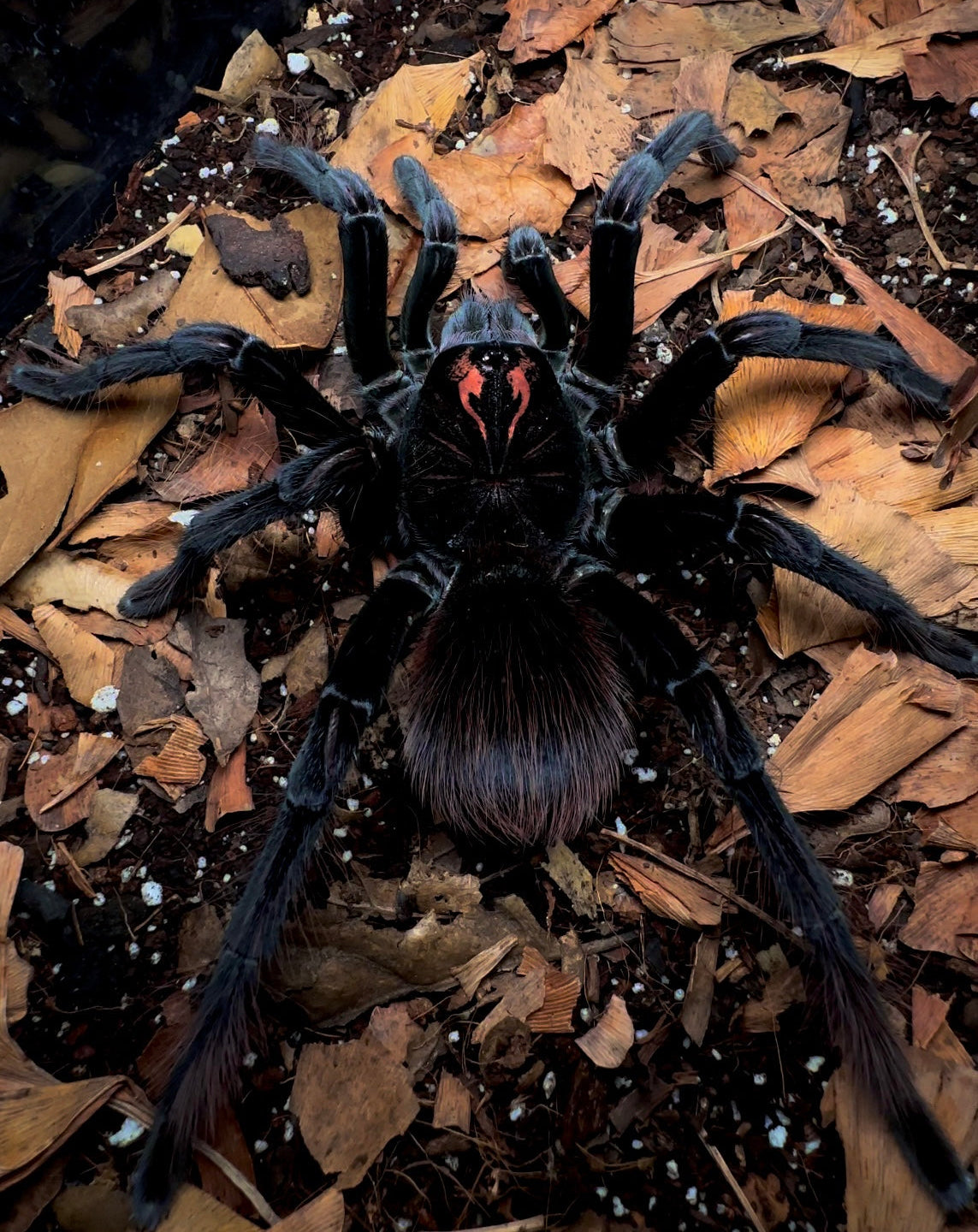 Pamphobeteus affinis nigricolor tarantula close up on leaf litter front side