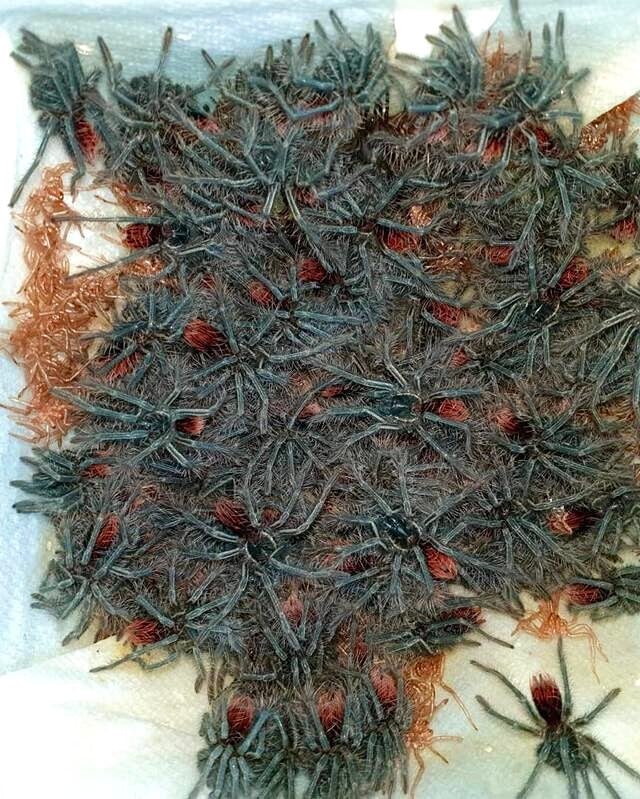 Pamphobeteus sp. Aquatica first in star slings freshly hatched