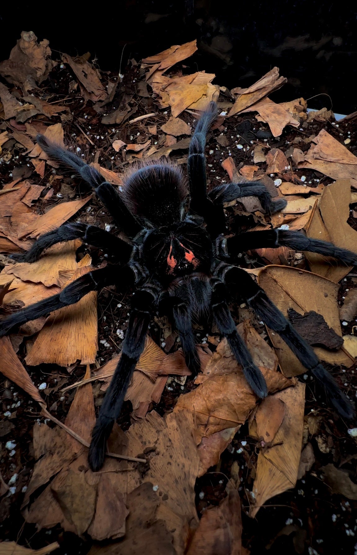 Pamphobeteus affinis nigricolor Columbia adult female tarantula close up front side
