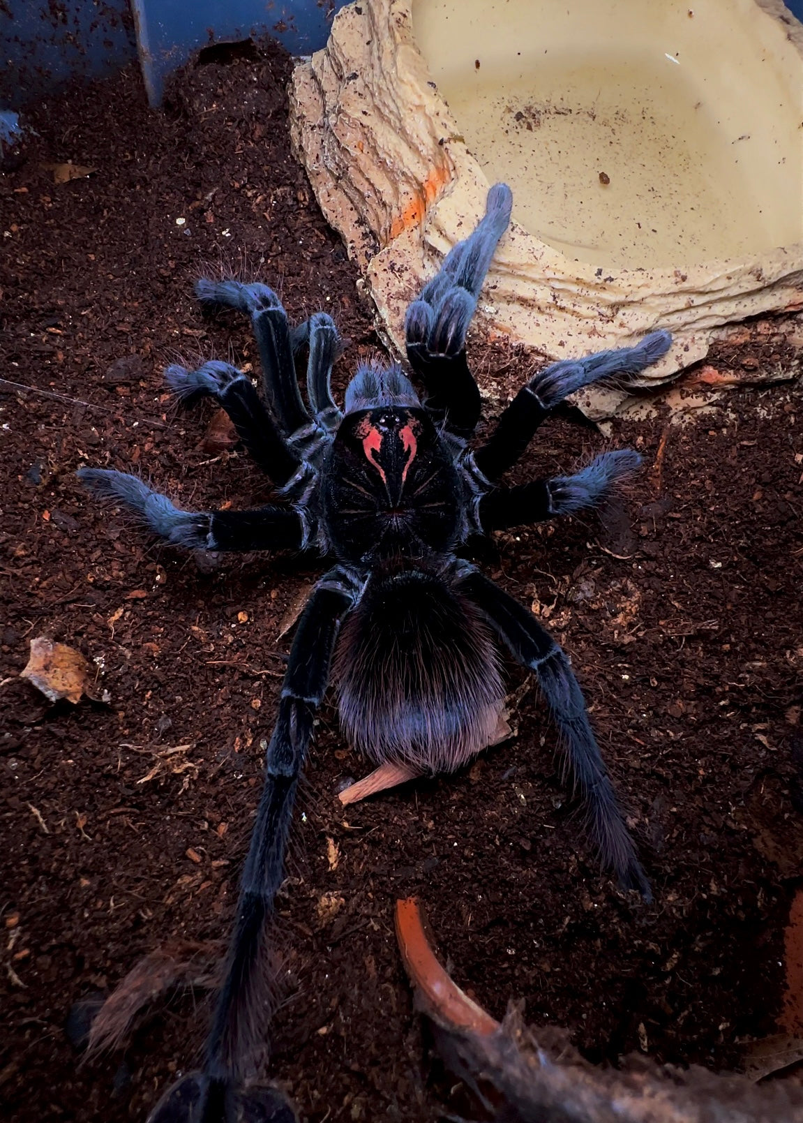 Pamphobeteus affinis nigricolor (Columbia) tarantula - Adult female in her enclosure