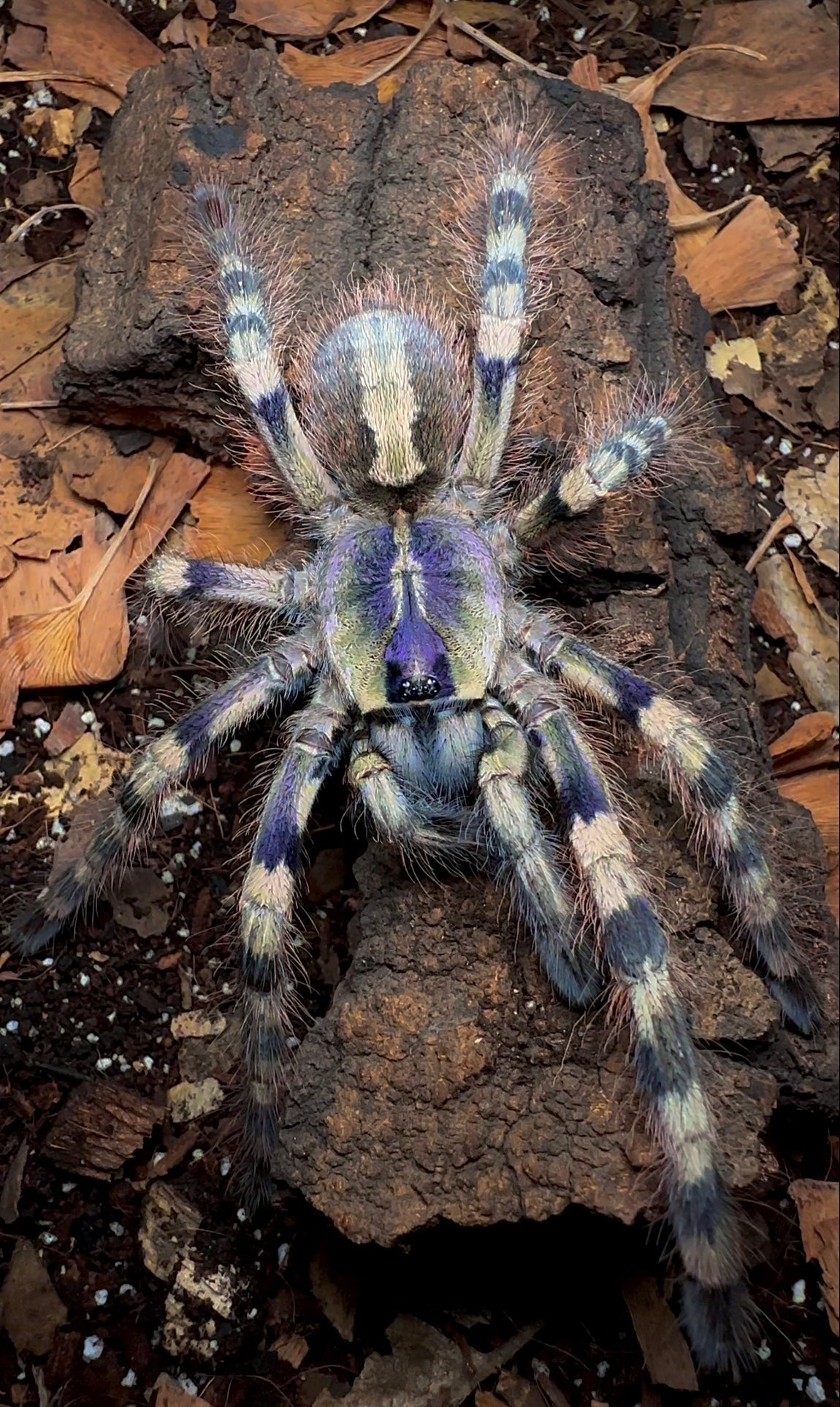 Poecilotheria Formosa - Salem Ornamental tarantula full size