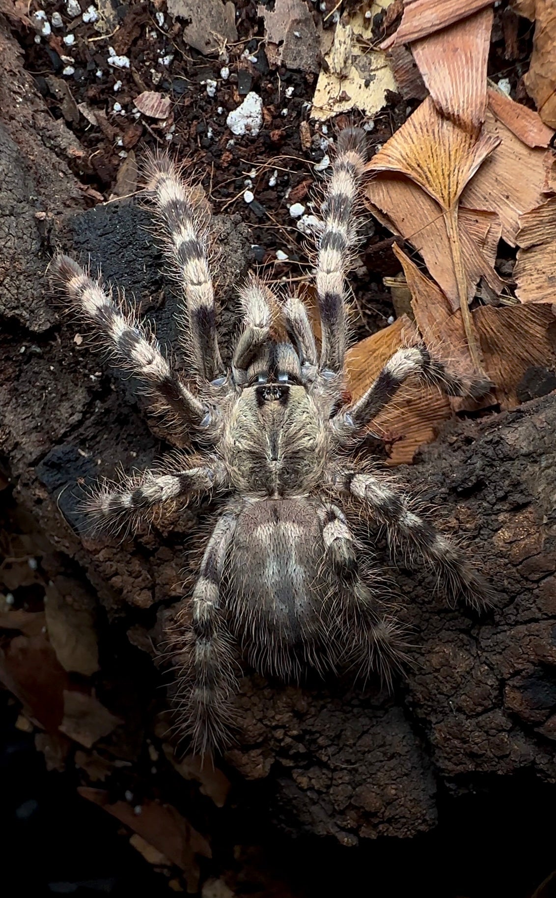 Poecilotheria Formosa tarantula - 4 inch male for sale