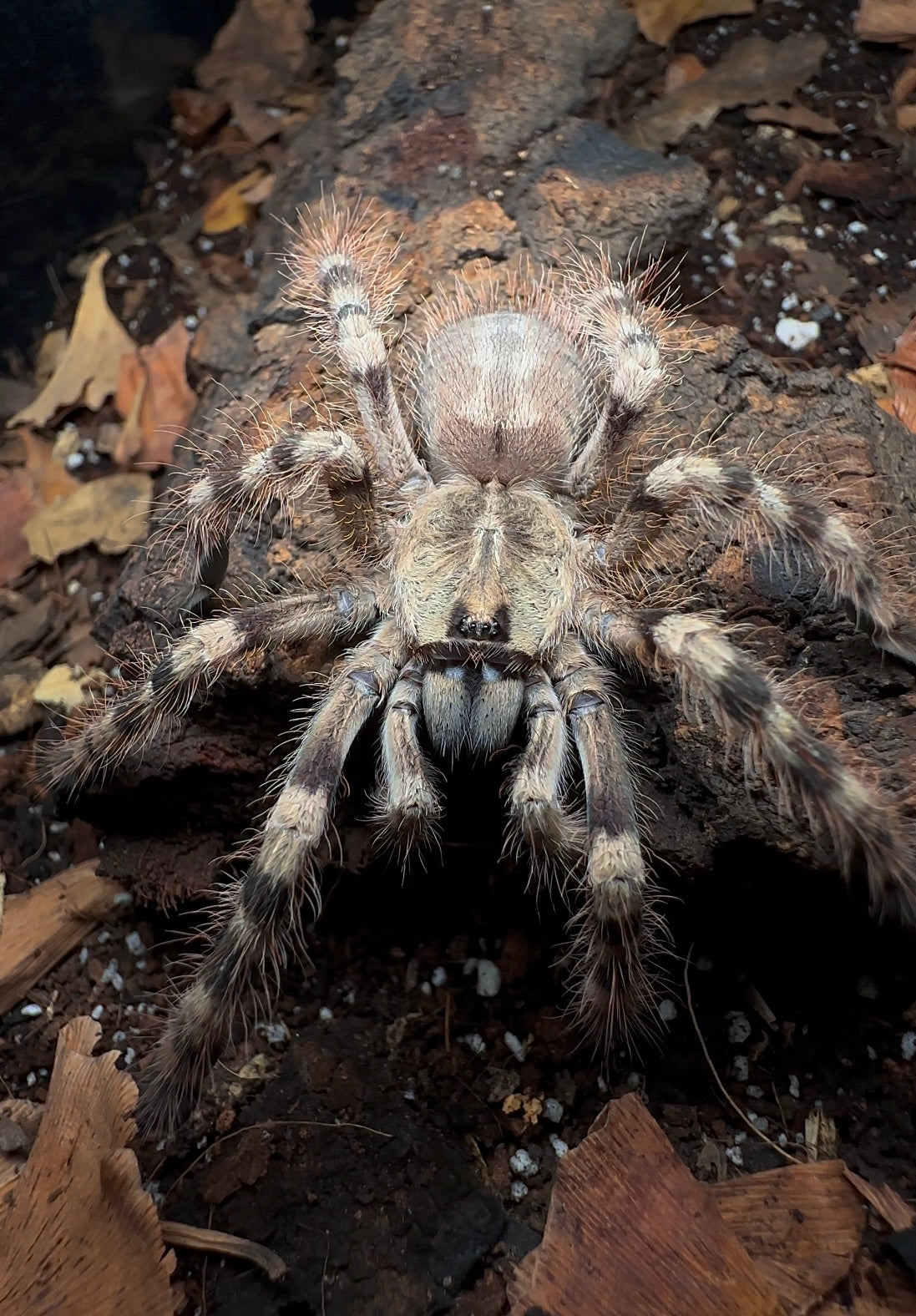 Poecilotheria Formosa 4 inch female tarantula for sale up close front side