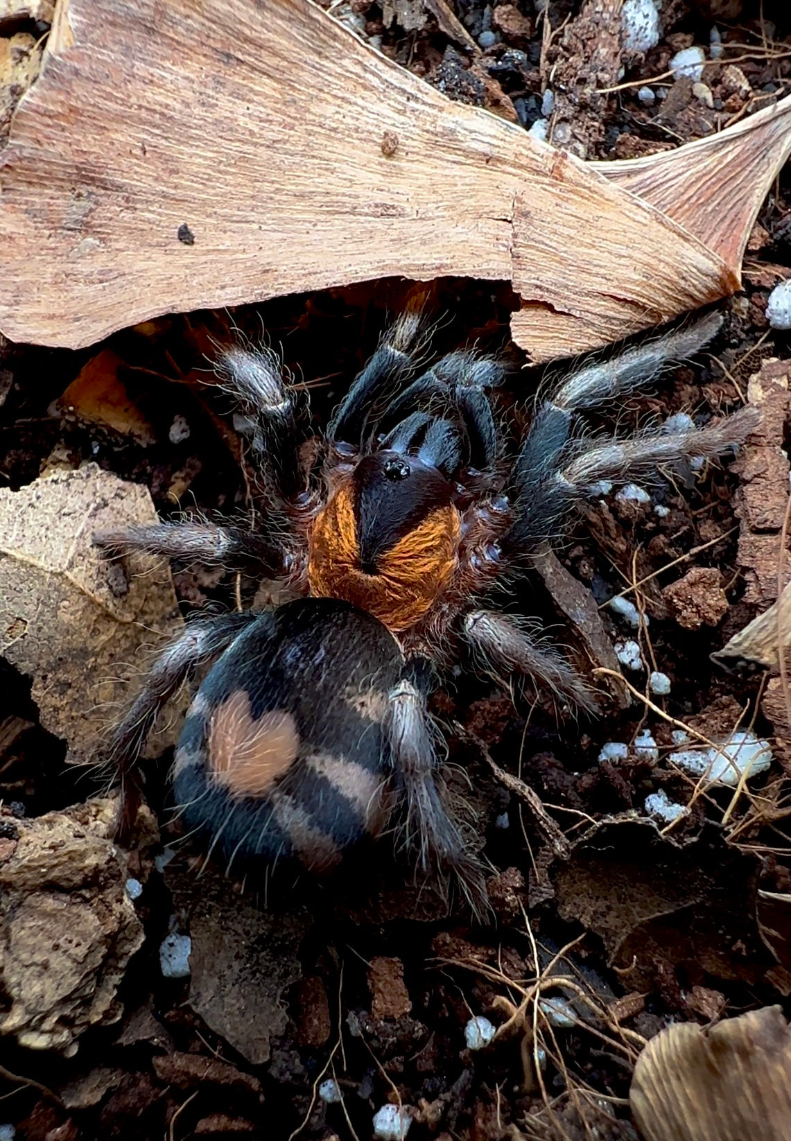 Trinidad dwarf Tarantula up close shot on leaf litter