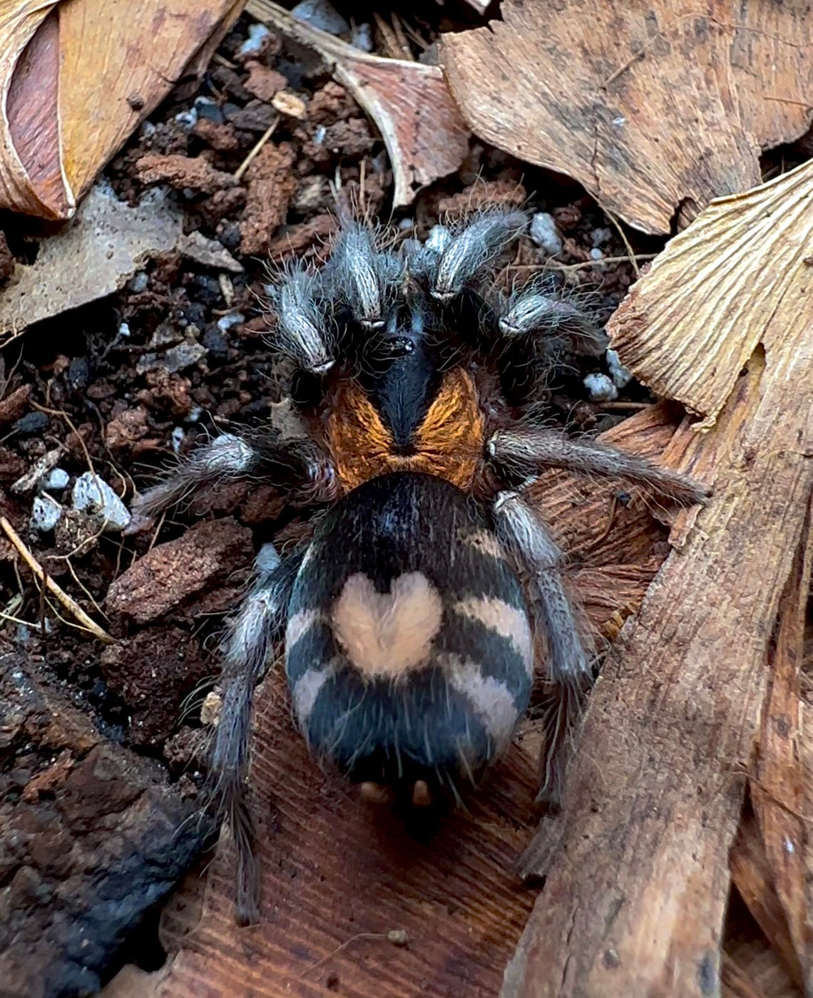 Cyriocosmus elegans Tarantula close up back side