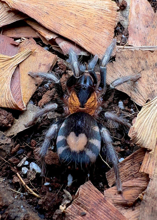 Cyriocosmus elegans - Trinidad dwarf tarantula for sale close up adult female