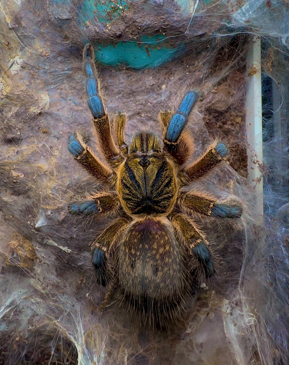 Golden blue Leg Baboon Tarantula on web