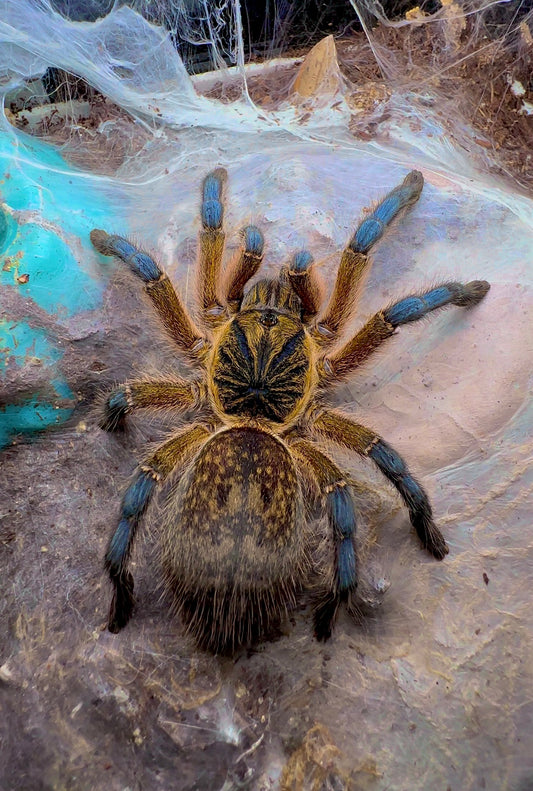 Harpactira pulchripes - Golden Blue Leg Baboon Adult female tarantula for sale