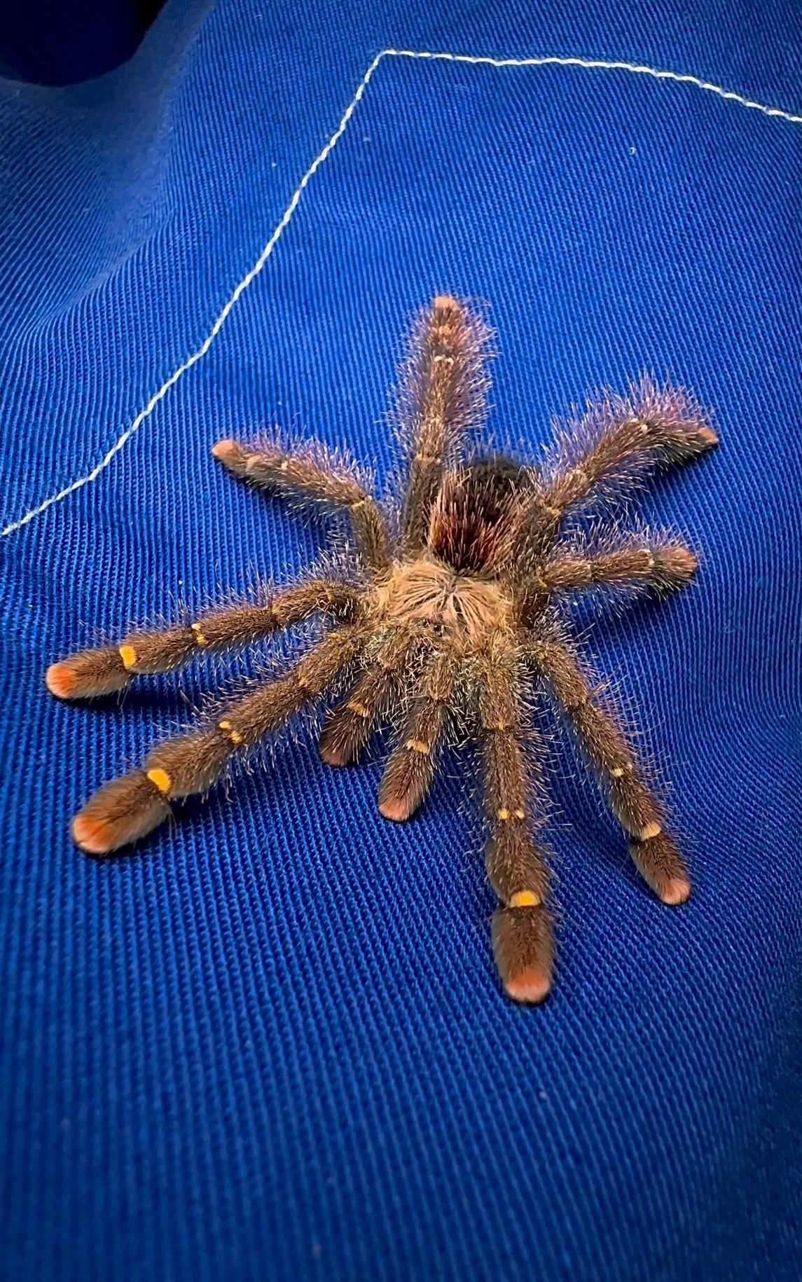 Avicularia rufa male for sale! tarantula on leg