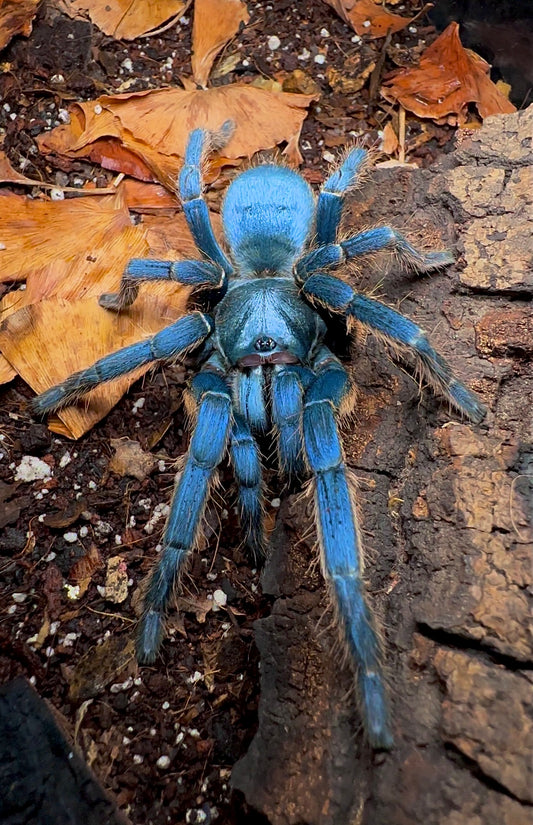 Orithoctinae sp. Vietnam Silver Adult Female Tarantula For Sale