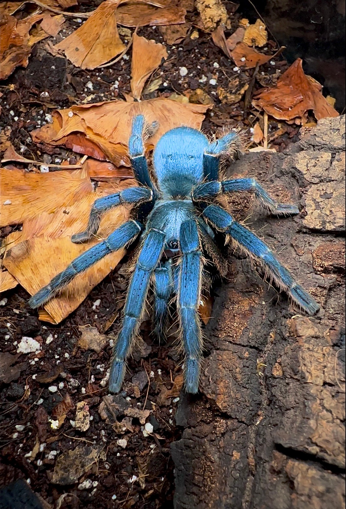 Metallic Silver Earth Tiger Tarantula Up close front side