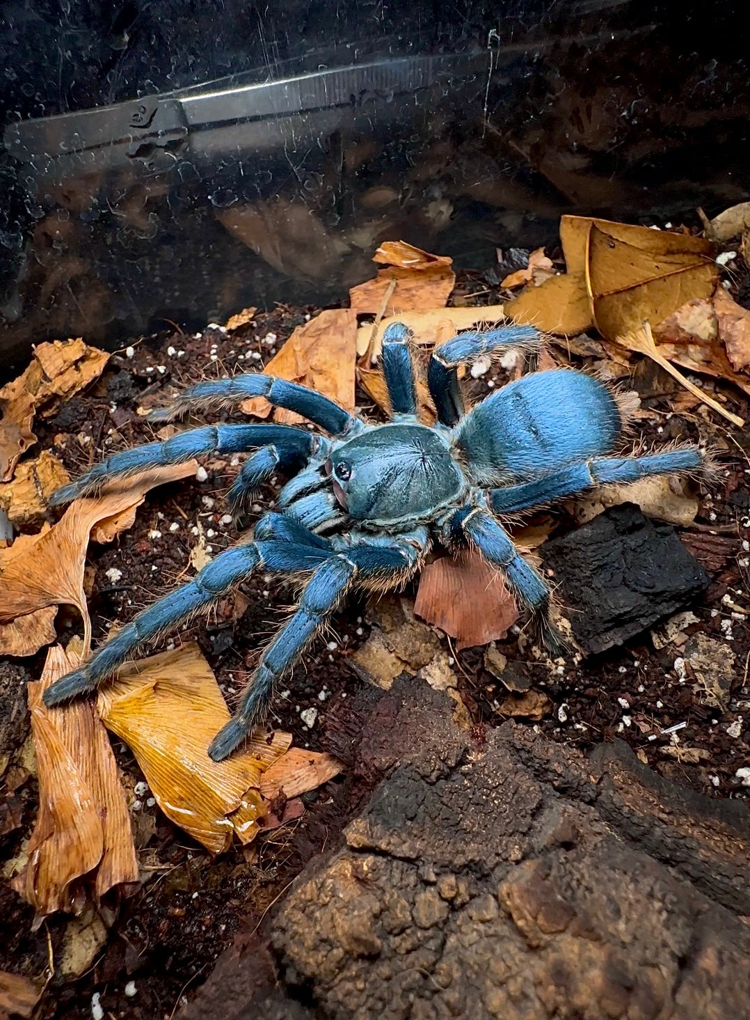 Vietnam Silver tarantula spread out side shot