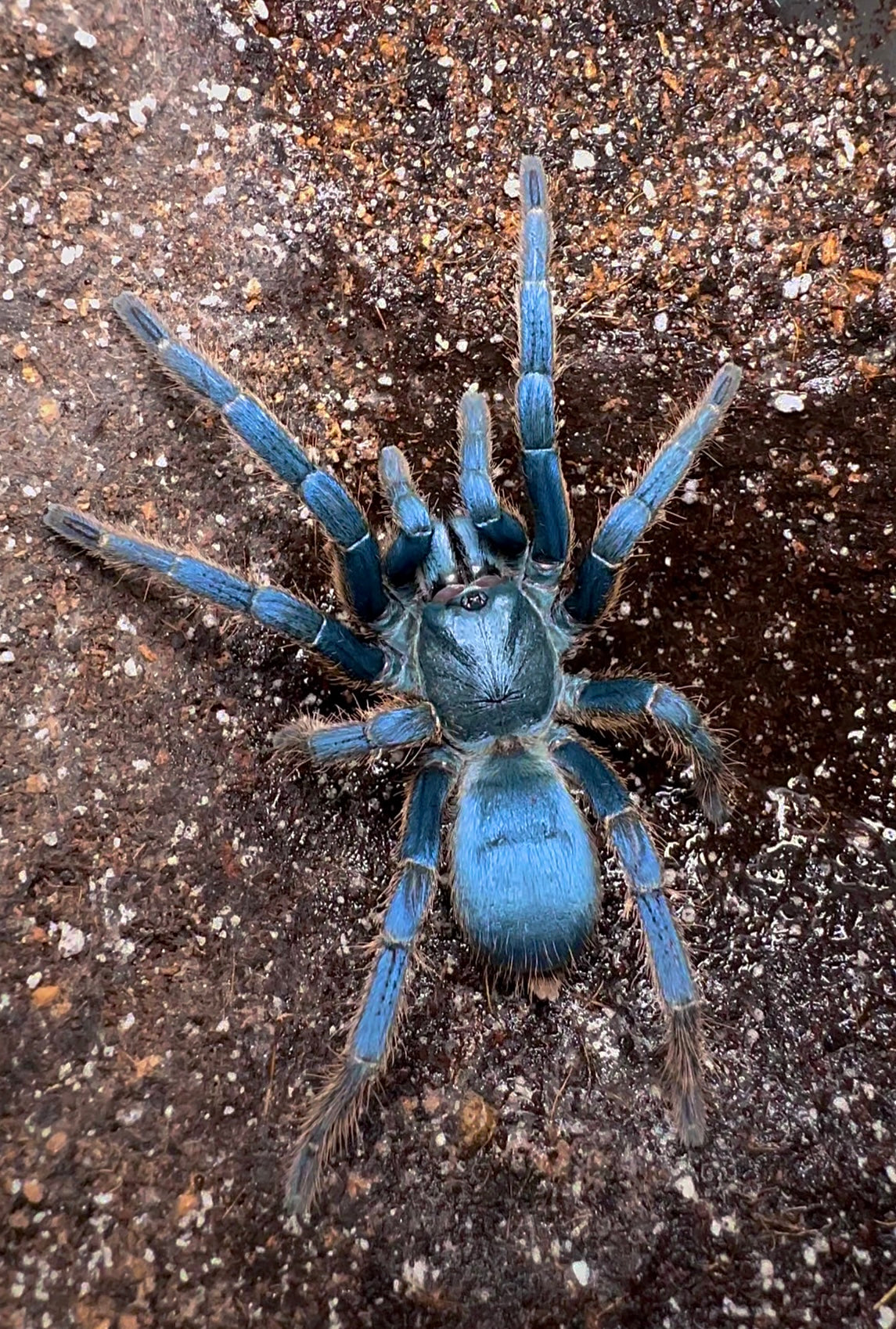 Orithoctinae sp. Vietnam Silver Tarantula in its enclosure on its web