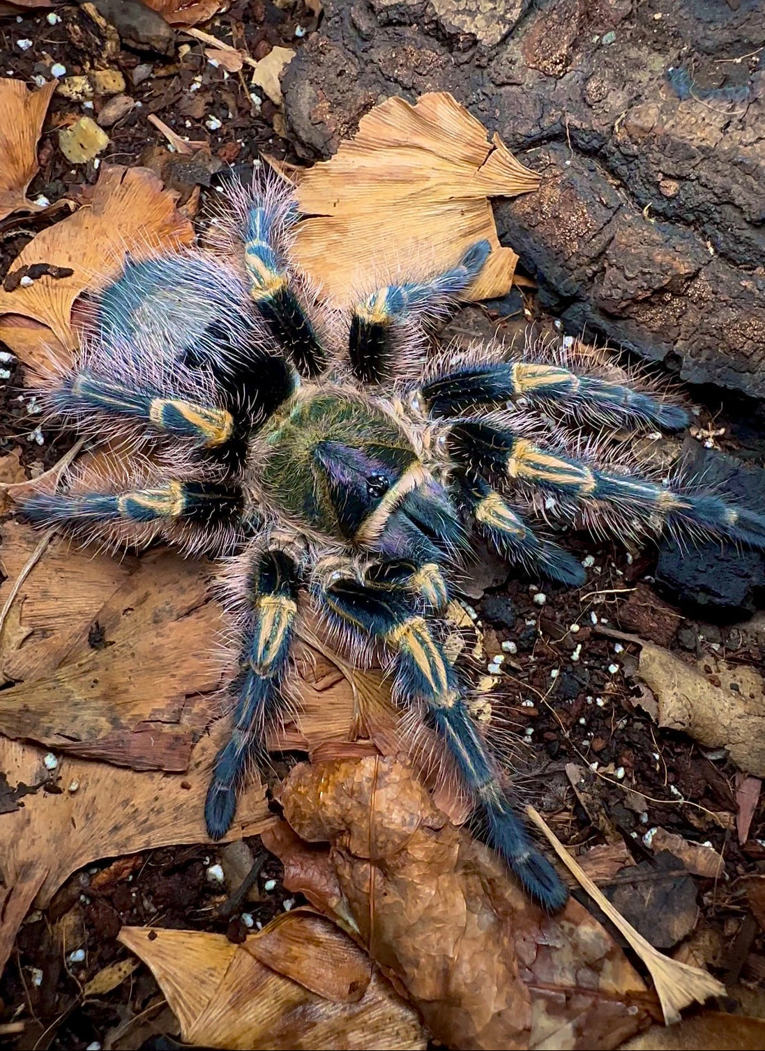 Grammastola pulchripes - Chaco Golden Knee Tarantula for sale
