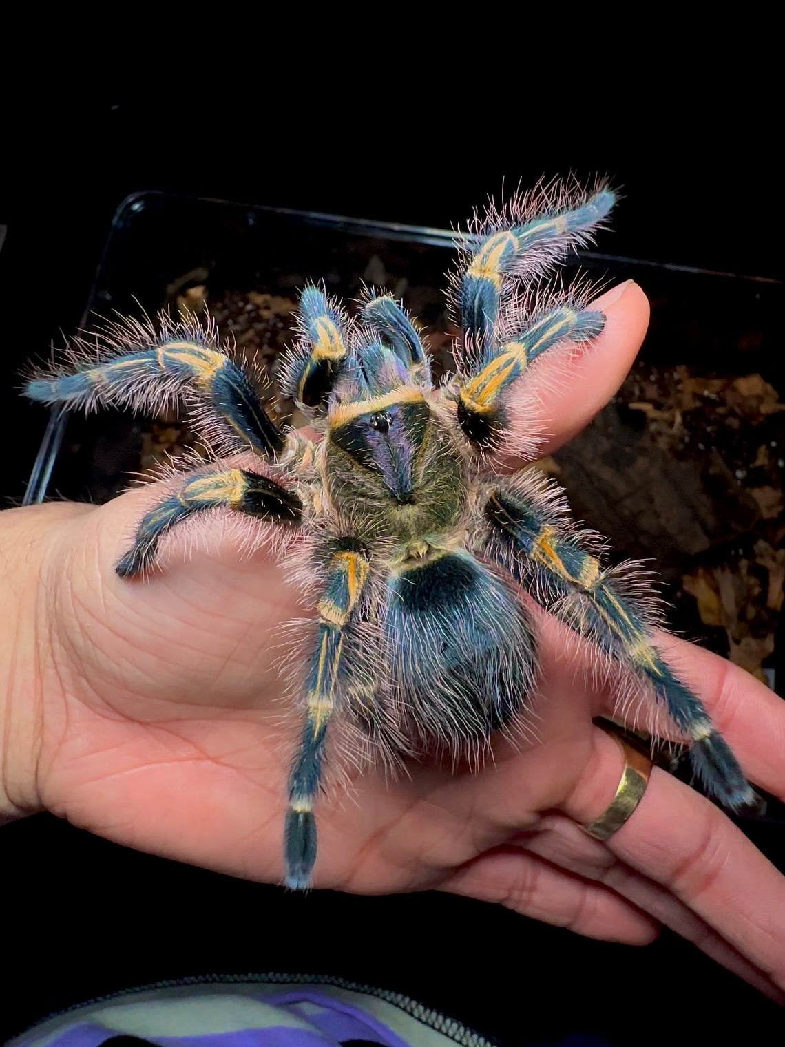Chaco Golden Knee Tarantula female on hand Grammostola pulchripes