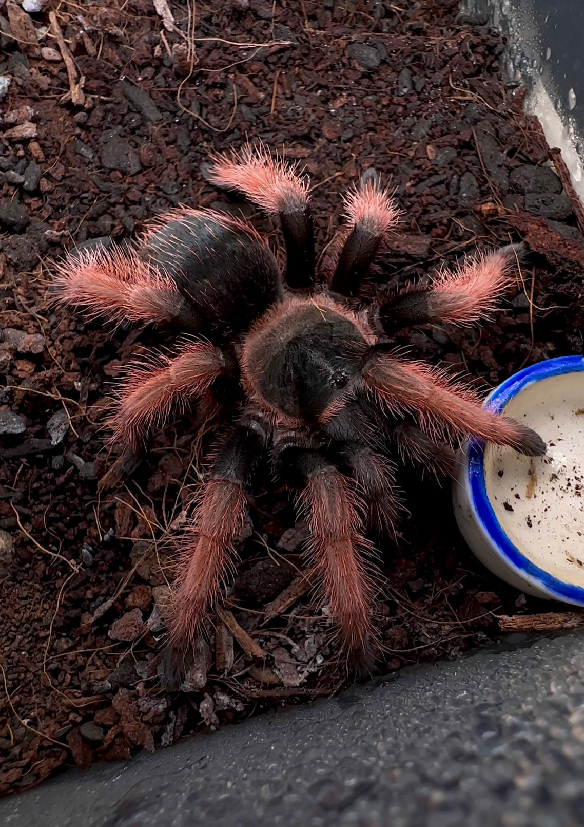 Juvenile Female Brachypelma klassi - Mexican pink leg tarantula for sale