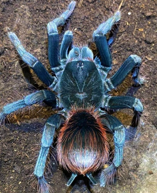 Pamphobeteus sp. Aquatica tarantula for sale - Adult female up close