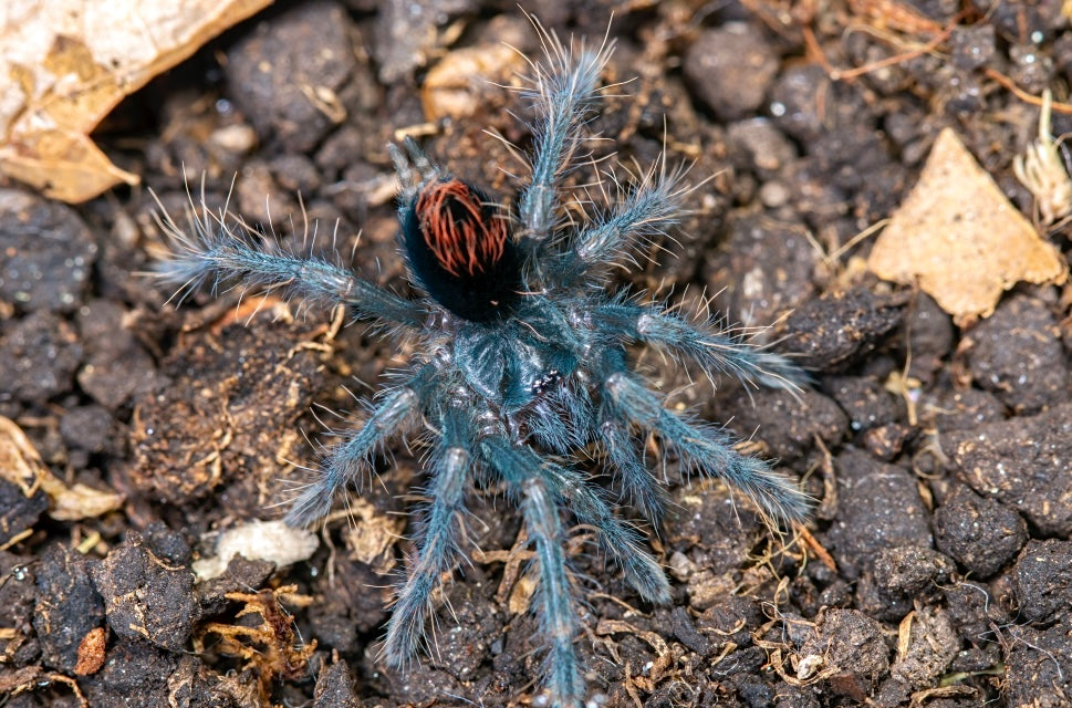 Pamphobeteus sp. Aquatica sling up close front side