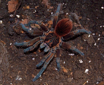 Pamphobeteus sp. Aquatica tarantula sub adult female on substrate