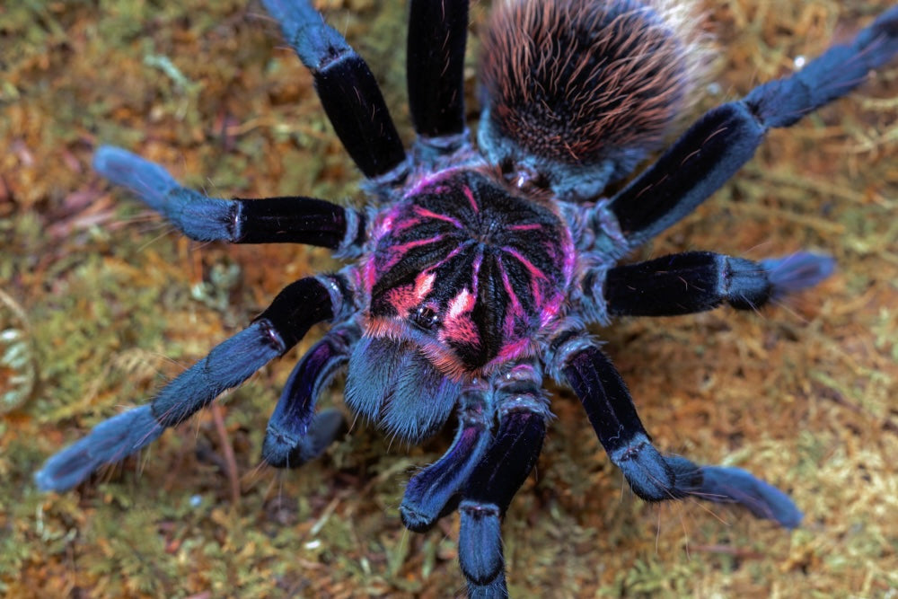 Adult Female Xenenthis immanis C.F. Black Fire