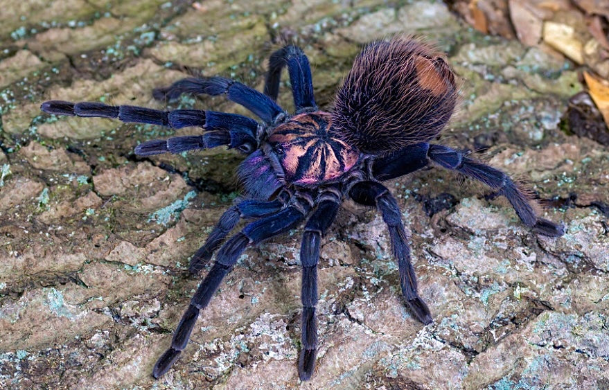 Xenenthis sp. Blue - Powder Blue and Orange bird eater tarantula Adult female detail