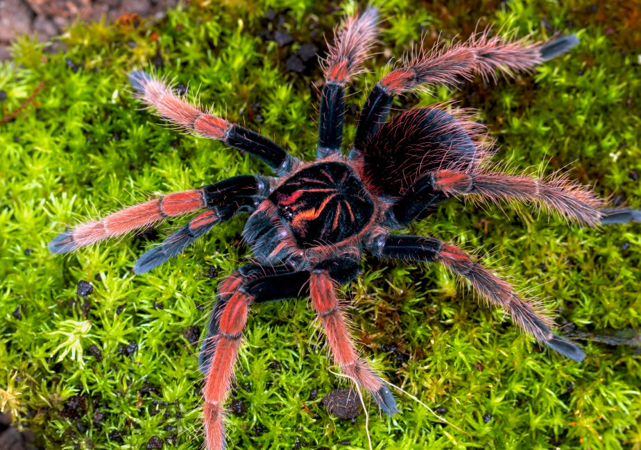 Pamphobeteus Solaris female for sale! Rarest tarantula in the world