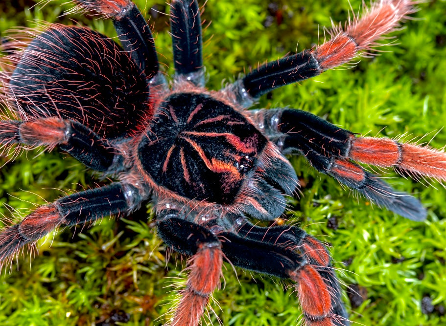 Pamphobeteus Solaris tarantula for sale - Columbian supernova female close up