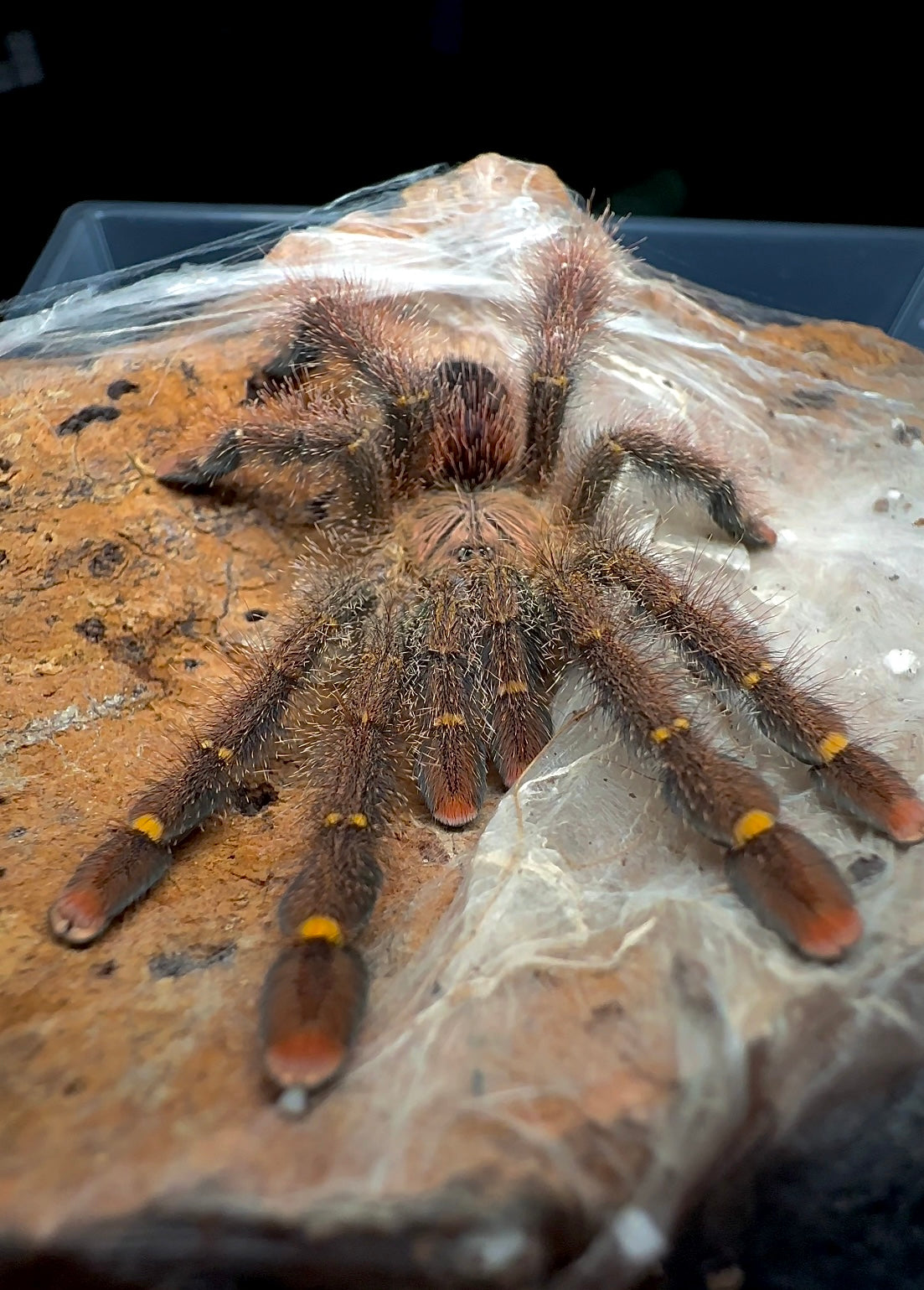 Yellow banded pinktoe tarantula - Avicularia rufa close up front side