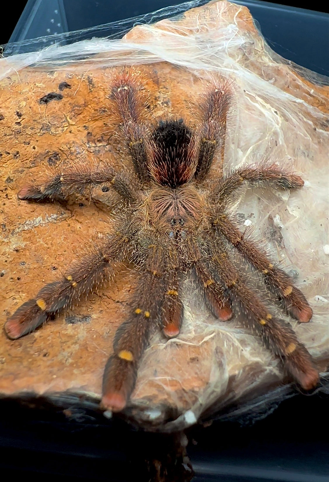Avicularia rufa female for sale - yellow banded pinktoe tarantula