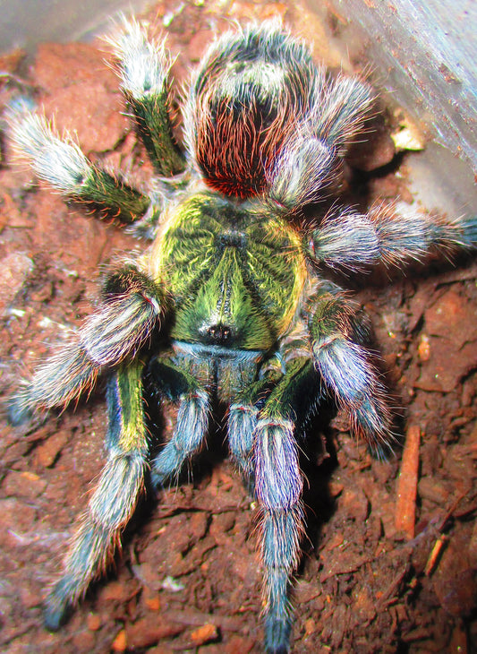 Euathlus manicata green full grown adult female for sale