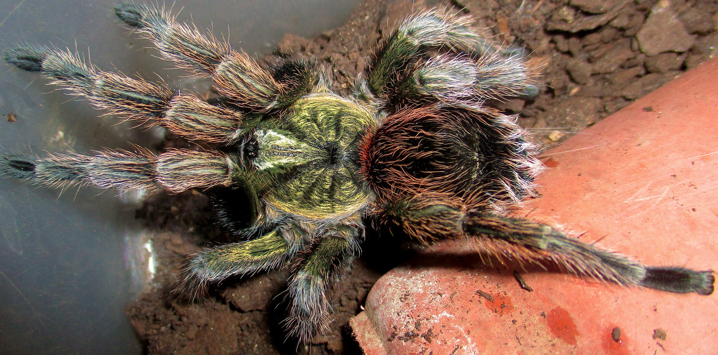 Euathlus manicata green tarantula adult female in its enclosure!