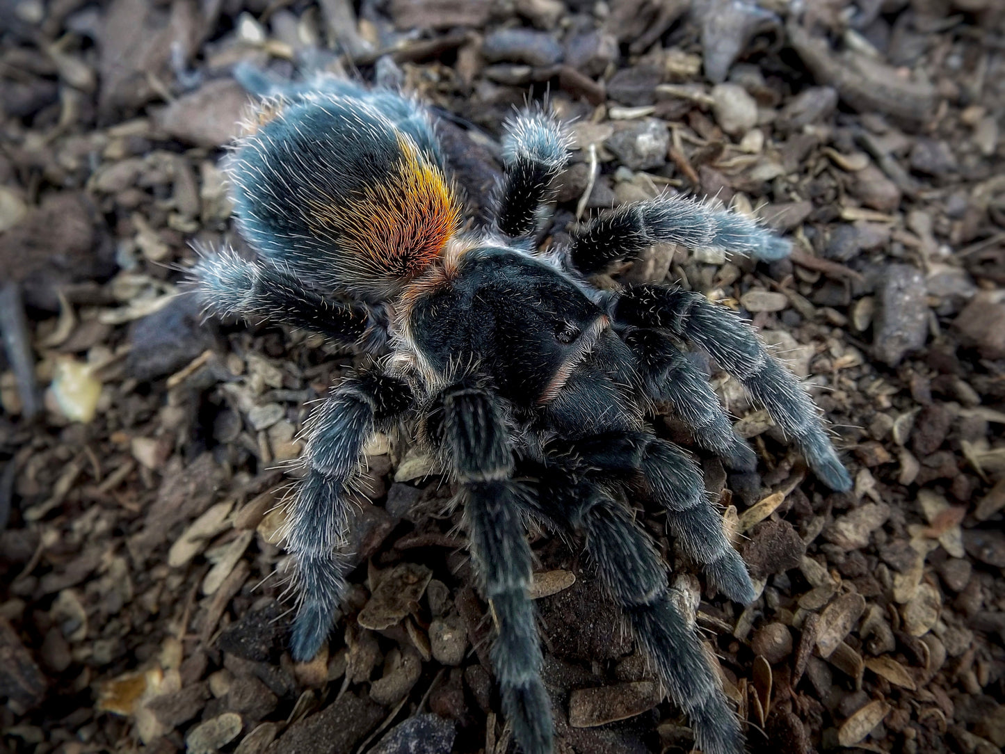 Homoeomma orellanai Tarantula full grown adult female in the wild