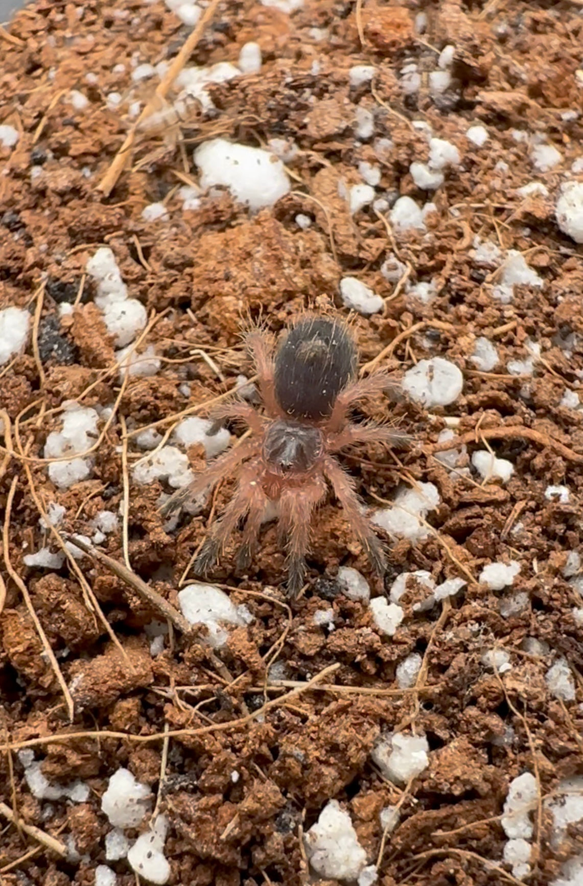 Euathlus sp. Tiger Azul unsexed sling for sale