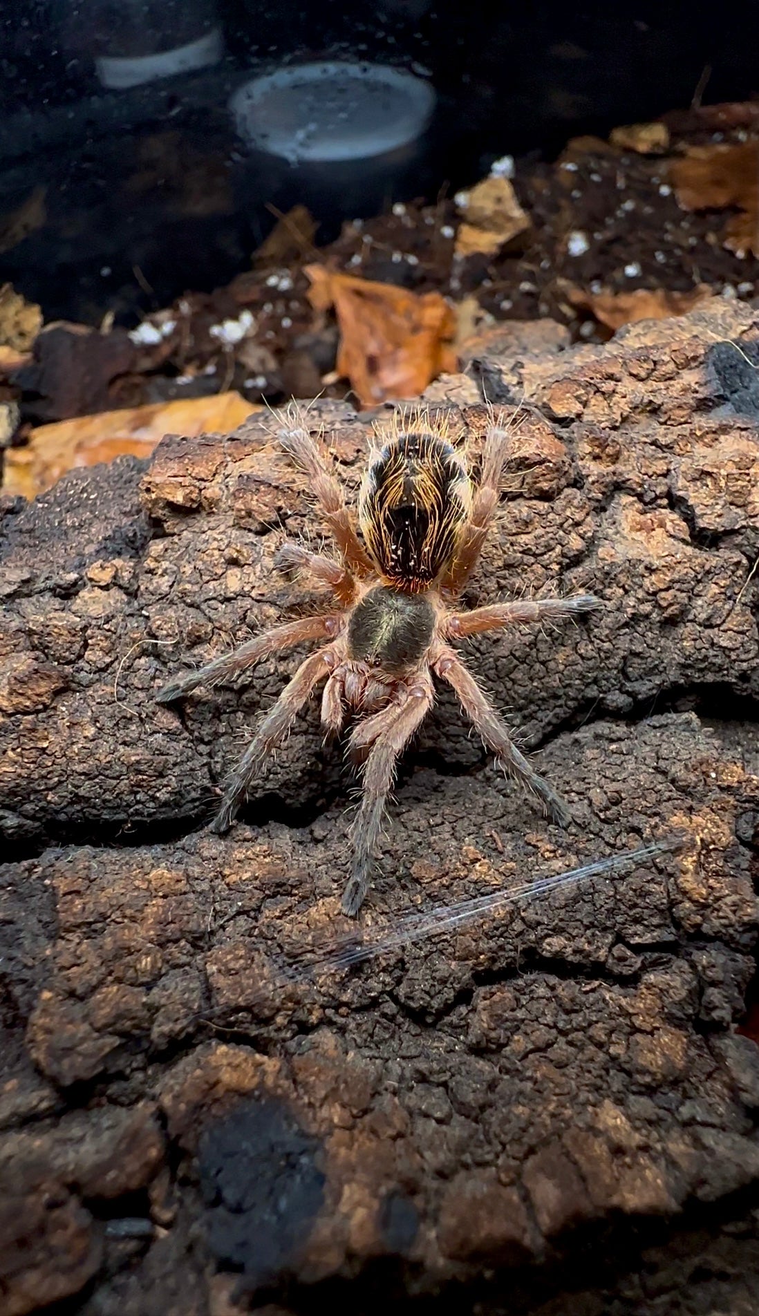 Euathlus sp. Tiger Azul tarantula on piece of bark