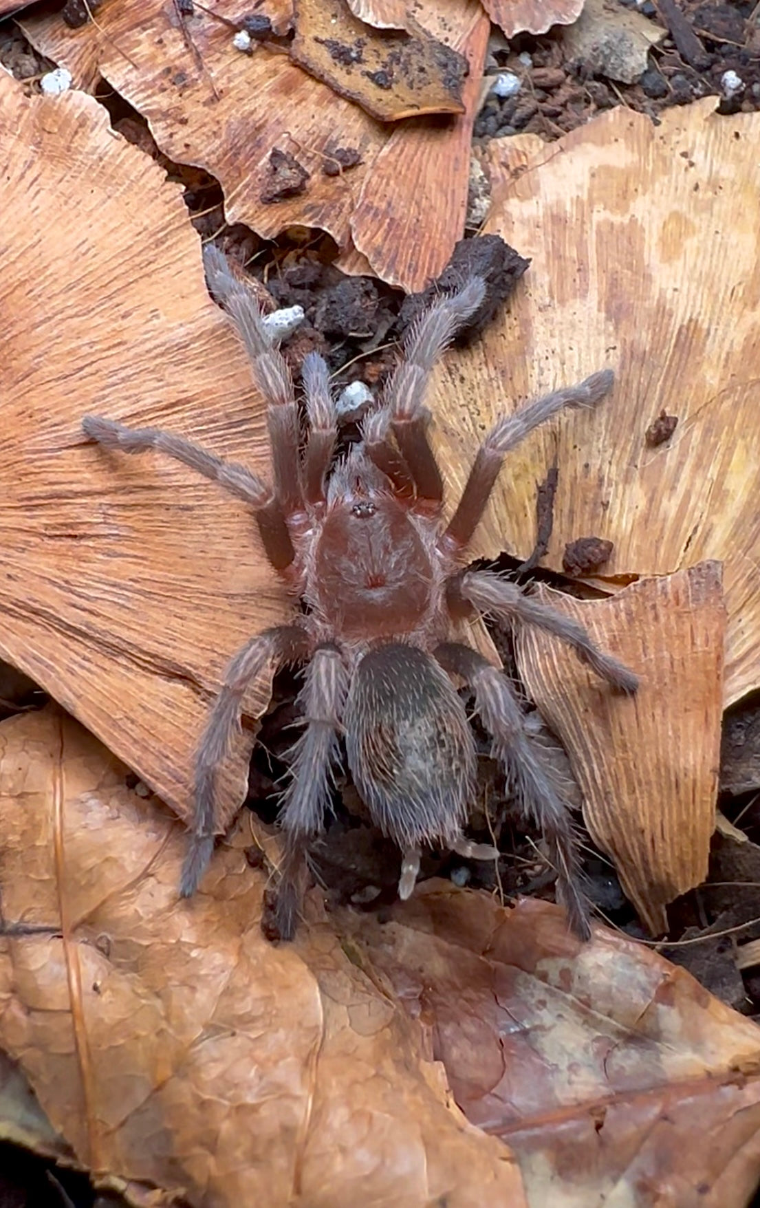 Euathlus sp. Hermosa Tarantula for sale! Close up detail