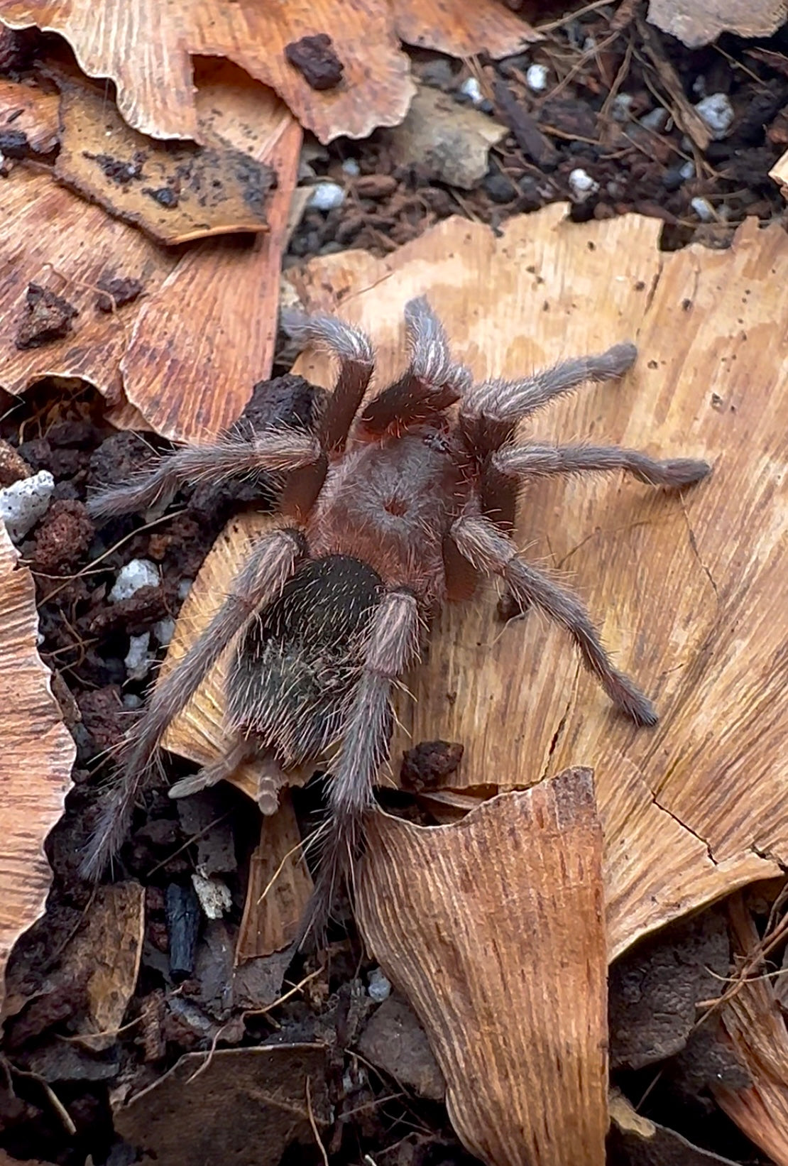 Dusky Teal Beauty Tarantula - Euathlus sp. Hermosa juvenile female on leaf